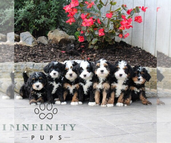 Medium Photo #2 Bernedoodle (Miniature) Puppy For Sale in LITITZ, PA, USA