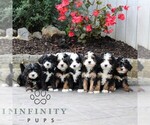 Small #1 Bernedoodle (Miniature)