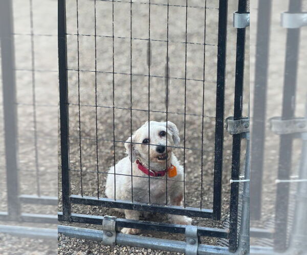 Medium Photo #2 Bichon Frise Puppy For Sale in Mukwonago, WI, USA