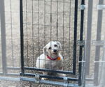 Small #1 Bichon Frise