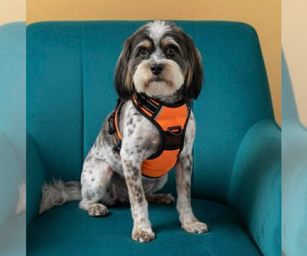 Medium Photo #1 Havanese-Unknown Mix Puppy For Sale in Vail, AZ, USA