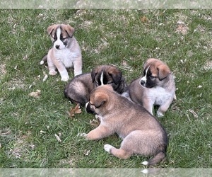 Alaskan Husky-Saint Bernard Mix Puppy for sale in OLIVET, MI, USA