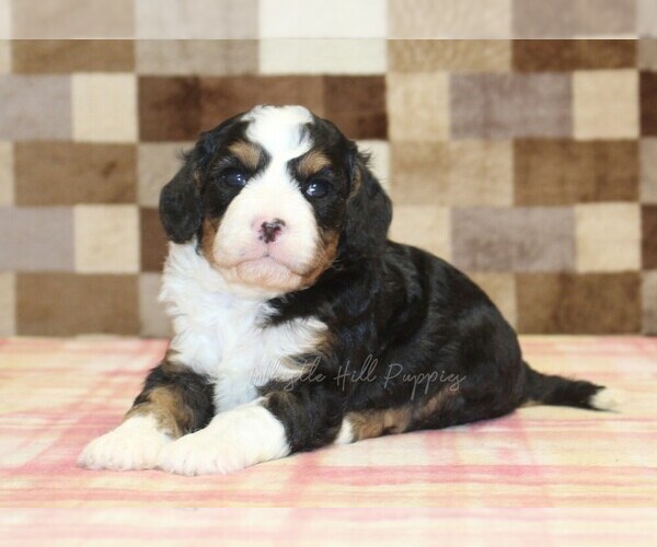 Medium Photo #4 Bernedoodle (Miniature)-Cavapoo (Miniature) Mix Puppy For Sale in DENVER, PA, USA