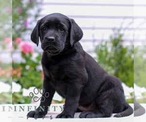 Labrador Retriever Puppy for sale in JONESTOWN, PA, USA
