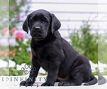 Small Labrador Retriever