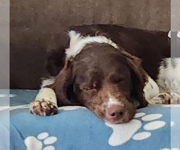 Medium Photo #4 Brittany Puppy For Sale in Curwensville, PA, USA