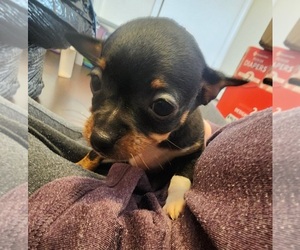 Chipin Puppy for sale in PETERSBURG, VA, USA