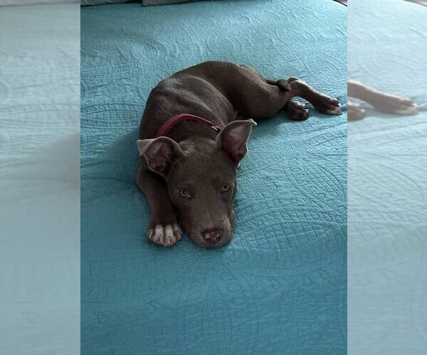Medium Photo #3 Labrador Retriever-Unknown Mix Puppy For Sale in Lakewood, CO, USA