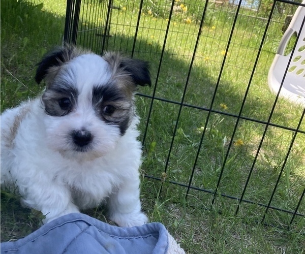 Medium Photo #4 Coton de Tulear Puppy For Sale in RUBICON, WI, USA
