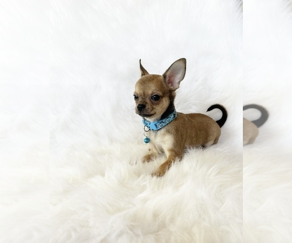 Medium Photo #5 Chihuahua Puppy For Sale in SACRAMENTO, CA, USA