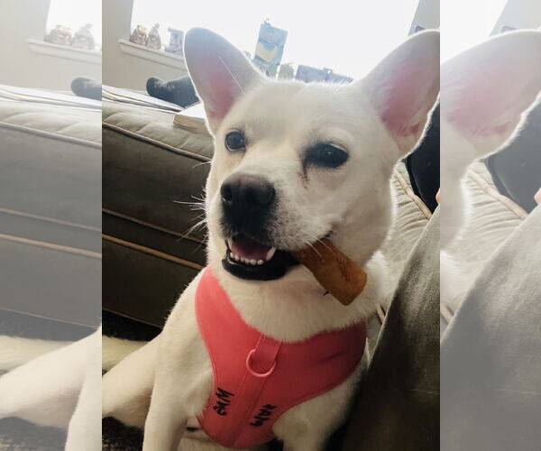 Medium Photo #3 American Eskimo Dog Puppy For Sale in Pikesville, MD, USA