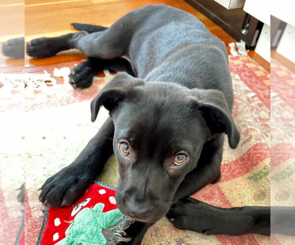 Medium Photo #6 Labrador Retriever-Unknown Mix Puppy For Sale in Canton, CT, USA