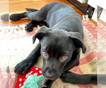 Small #5 Labrador Retriever Mix