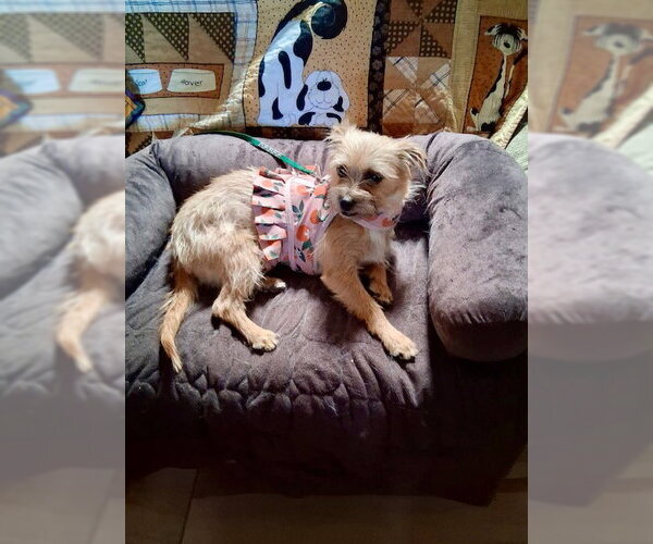 Medium Photo #1 Norfolk Terrier-Unknown Mix Puppy For Sale in Mesa, AZ, USA