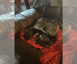 Small #1 Bullboxer Pit