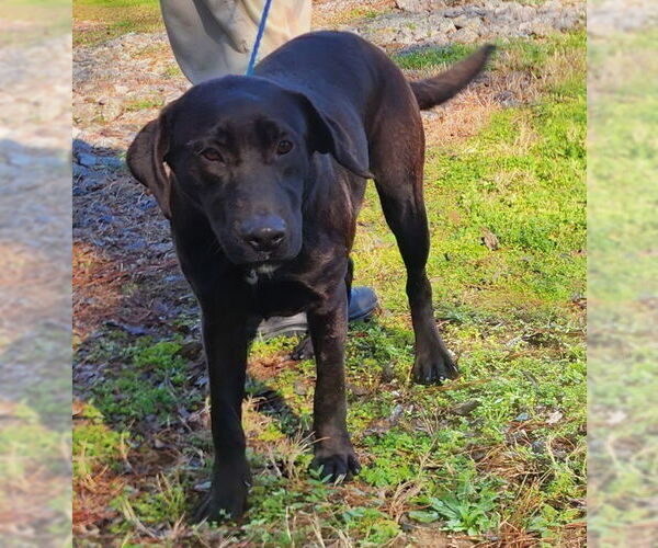 Medium Photo #4 Labrador Retriever-Unknown Mix Puppy For Sale in Wetumpka, AL, USA
