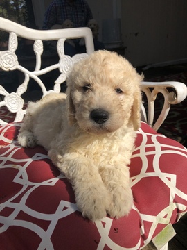 Medium Photo #11 Labradoodle Puppy For Sale in KATY, TX, USA