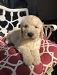 Small Photo #11 Labradoodle Puppy For Sale in KATY, TX, USA