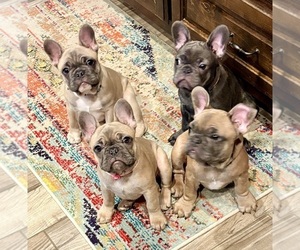 French Bulldog Puppy for Sale in CANYON, Texas USA