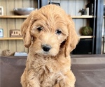 Puppy 4 Labradoodle-Poodle (Miniature) Mix