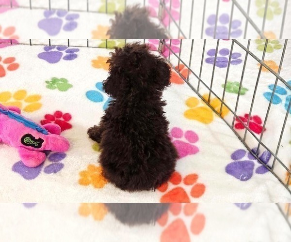 Medium Photo #3 Cockapoo (Toy)-Poodle (Toy) Mix Puppy For Sale in ORO VALLEY, AZ, USA