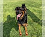 Small #2 German Shepherd Dog Mix