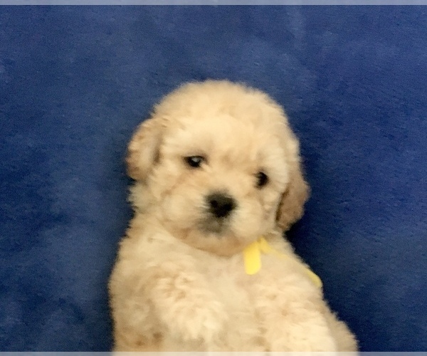 Medium Photo #34 Poodle (Toy) Puppy For Sale in SAFFORD, AZ, USA