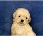 Small Photo #34 Poodle (Toy) Puppy For Sale in SAFFORD, AZ, USA