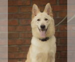 Small #2 German Shepherd Dog Mix