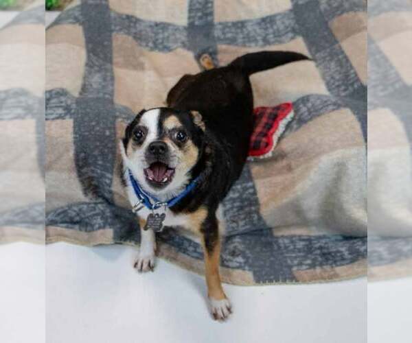 Medium Photo #3 Chihuahua Puppy For Sale in Kennesaw, GA, USA