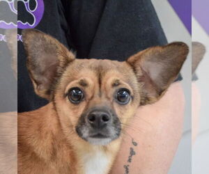 Chipin Dogs for adoption in Huntley, IL, USA