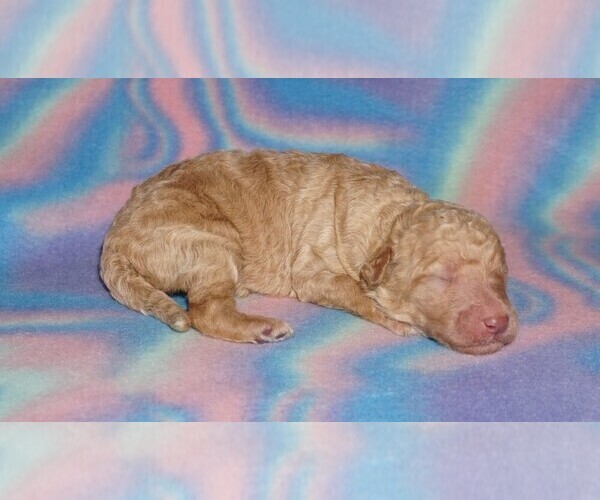 Medium Photo #1 Labradoodle Puppy For Sale in LA HABRA, CA, USA