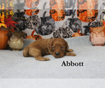 Small #3 Cavapoo