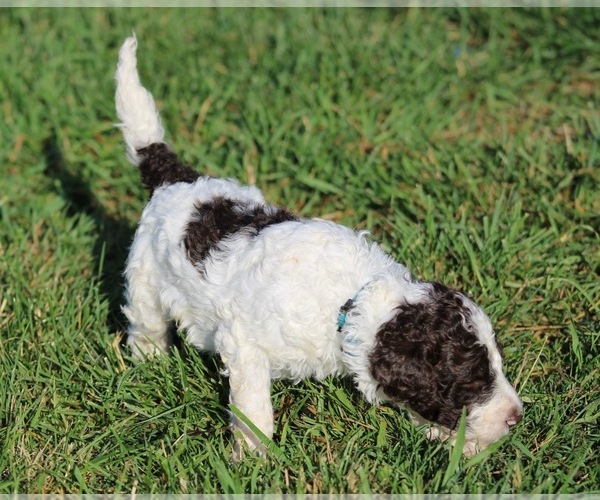 Medium Photo #41 Goldendoodle Puppy For Sale in HOWARD CITY, MI, USA