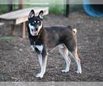 Small Siberian Husky Mix