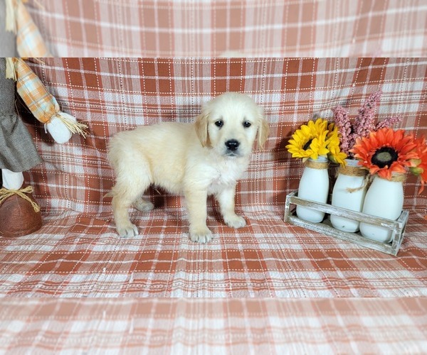 Medium Photo #75 Golden Retriever Puppy For Sale in FALCON, CO, USA
