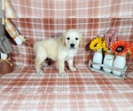 Small Photo #75 Golden Retriever Puppy For Sale in FALCON, CO, USA