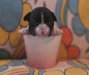 Boston Terrier-Faux Frenchbo Bulldog Mix Puppy for sale in MONTICELLO, MN, USA