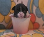 Small Boston Terrier-Faux Frenchbo Bulldog Mix