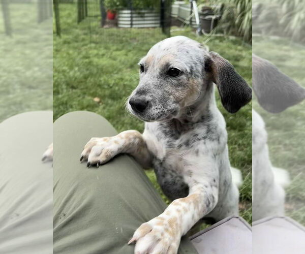 Medium Photo #1 Mutt Puppy For Sale in Springdale, PA, USA