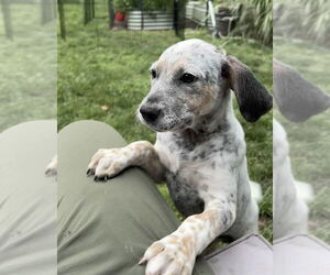 Mutt Dogs for adoption in Springdale, PA, USA