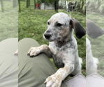 Small Mutt