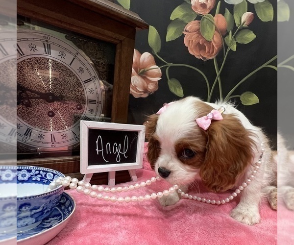 Medium Photo #6 Cavalier King Charles Spaniel Puppy For Sale in ABILENE, TX, USA