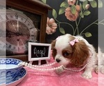 Small #5 Cavalier King Charles Spaniel