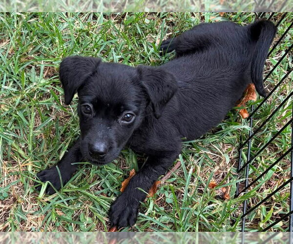 Medium Photo #1 Labrador Retriever-Unknown Mix Puppy For Sale in Hillsboro, MO, USA