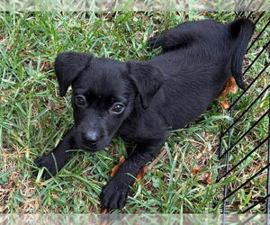 Labrador Retriever-Unknown Mix Dogs for adoption in Hillsboro, MO, USA