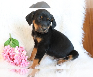 Bluetick Coonhound-Labrador Retriever Mix Puppy for sale in SHILOH, OH, USA
