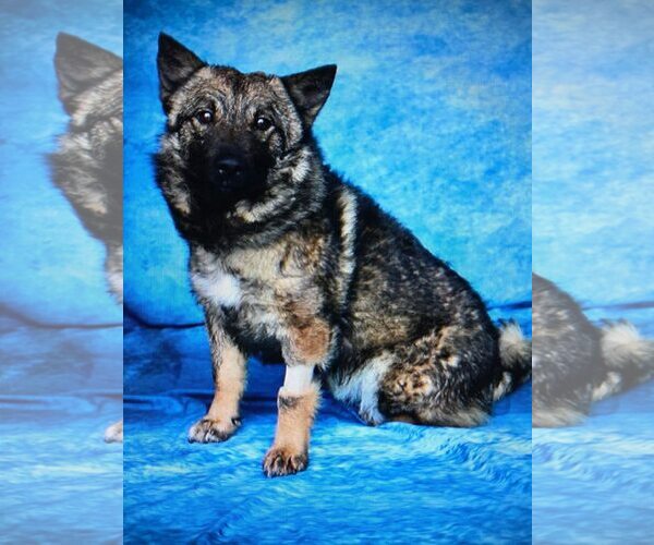 Medium Photo #4 Mutt Puppy For Sale in Holly Springs, NC, USA