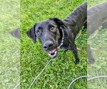 Small Photo #3 Labrador Retriever Puppy For Sale in Gloversville, NY, USA