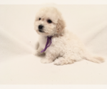 Small Photo #2 Poodle (Toy) Puppy For Sale in SAFFORD, AZ, USA